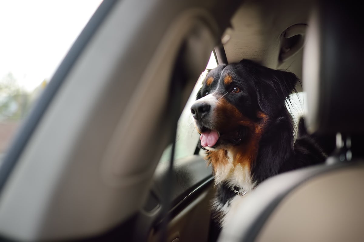 New research finds pets might not actually improve your wellbeing