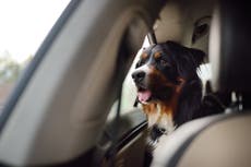 Parvovirus: What is the virus vets think may behind recent puppy deaths?