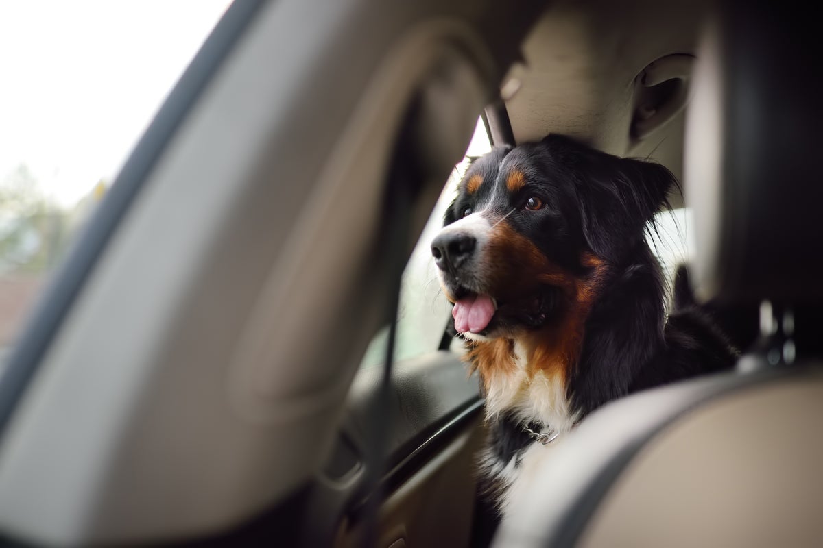 Voices: If you get angry about dogs in hot cars and eat meat – you’re a hypocrite