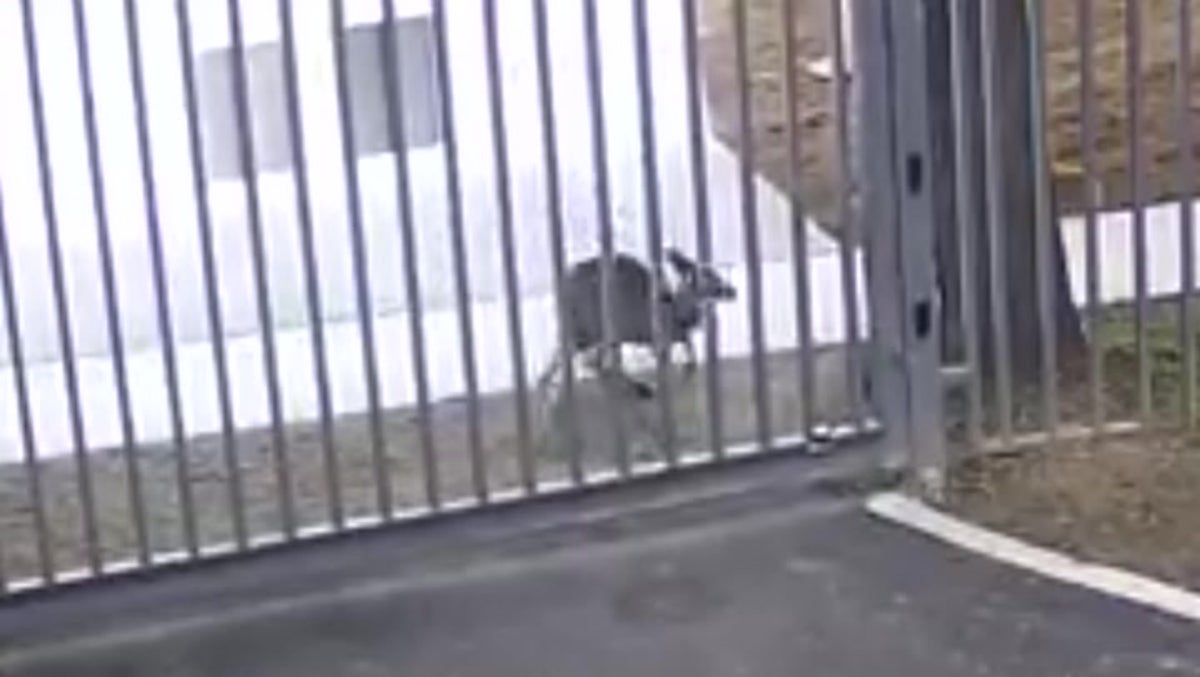 Kangaroo attempts to break into Russian embassy in Australia