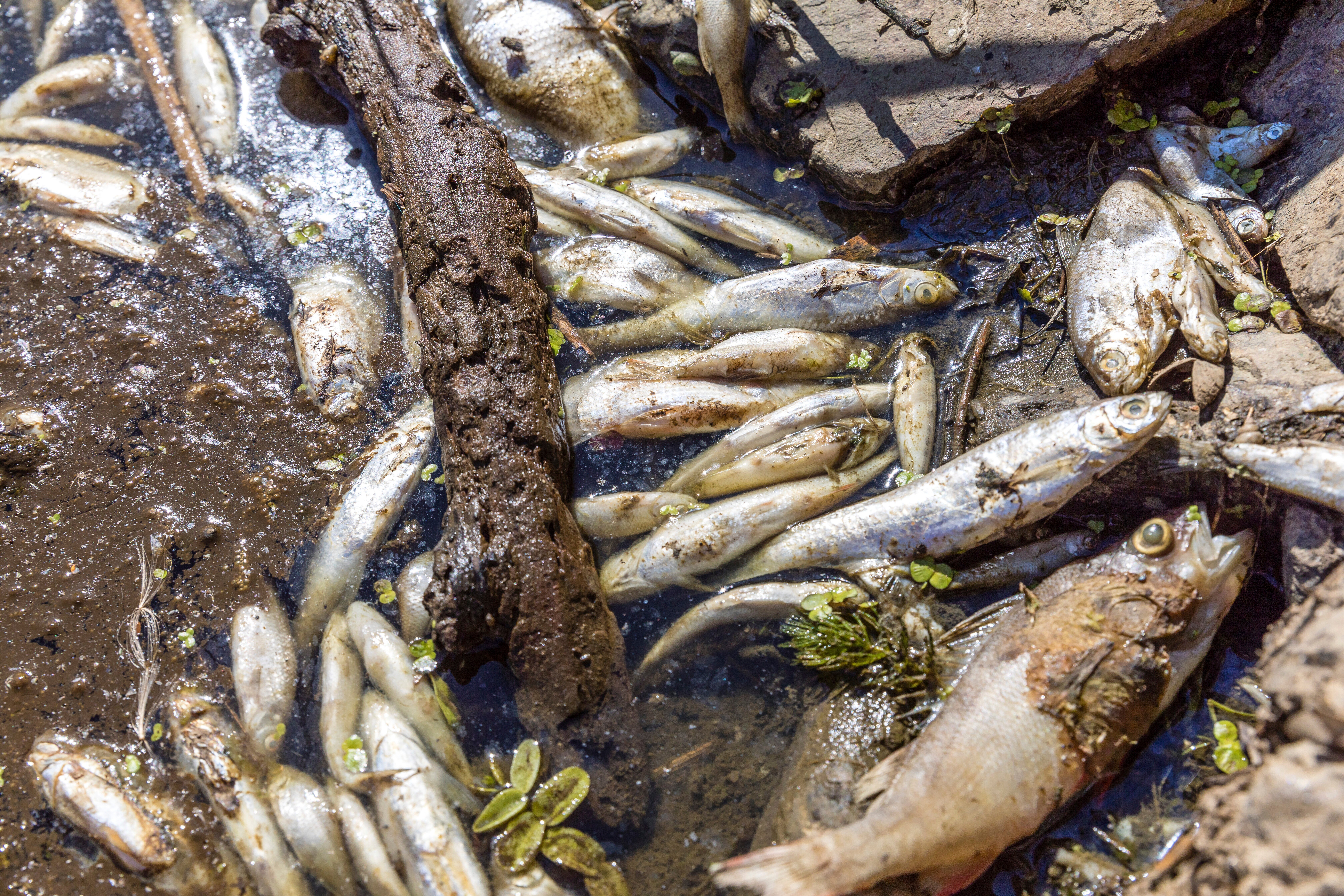 Dead fishes lie on the banks of the Oder River near Brieskow-Finkenheerd, eastern Germany