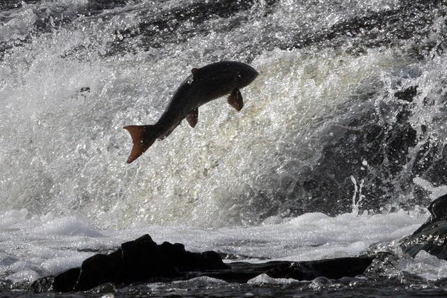 Industry bosses say there is an acute labour shortage in the Scottish salmon sector. (David Cheskin/PA)