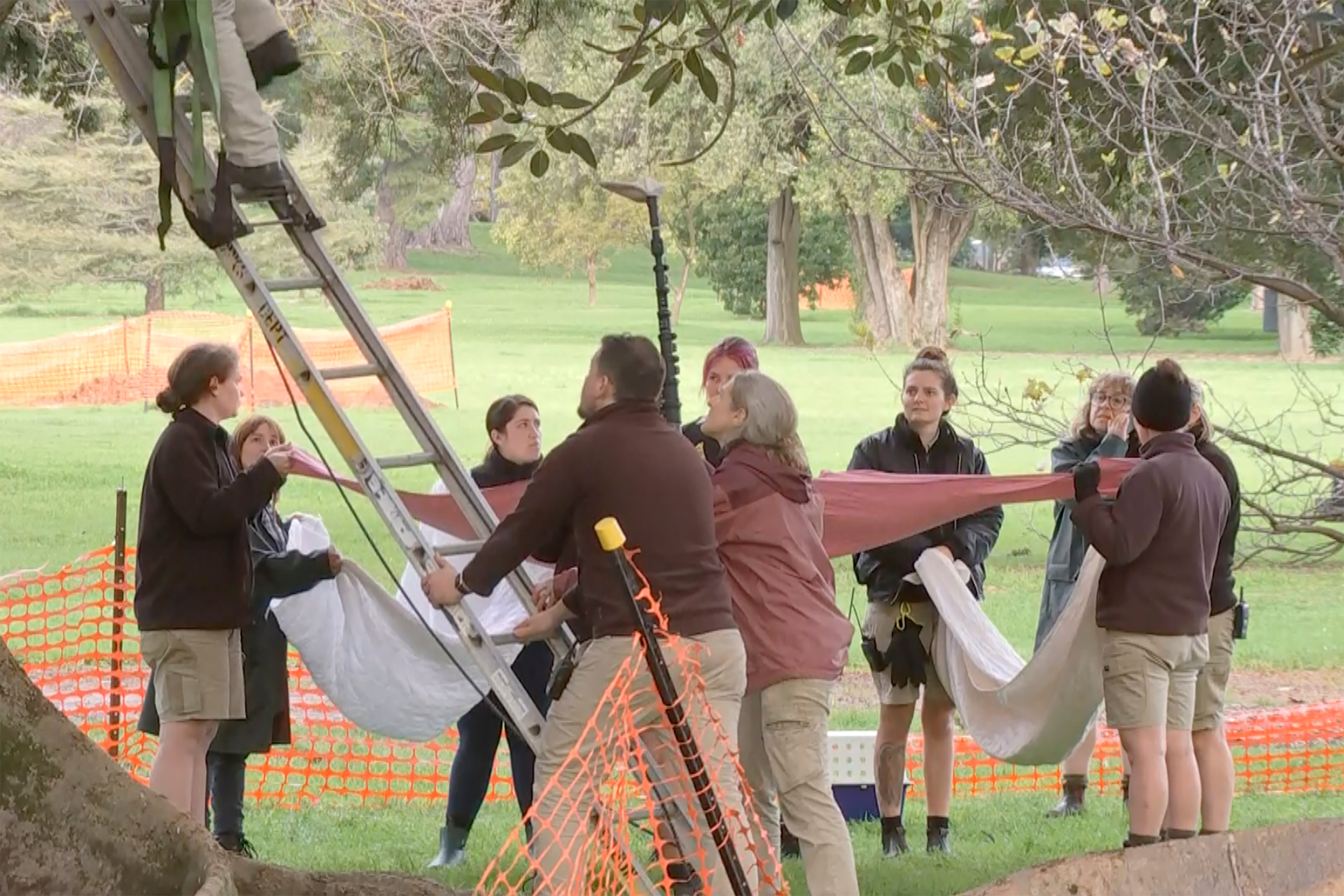 Australia Escaped Panda Found