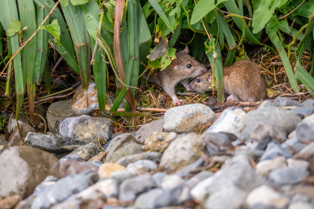 Small mammals, like rats, are easily adaptable to environmental changes but were still impacted by human activity