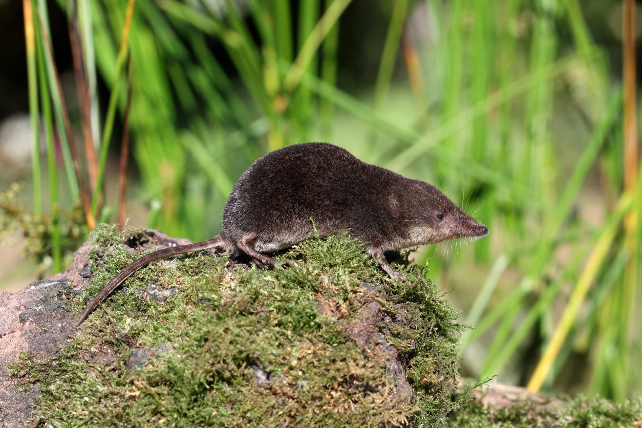 Small mammals like shrews are amogst the most resilient, adaptable species on Earth