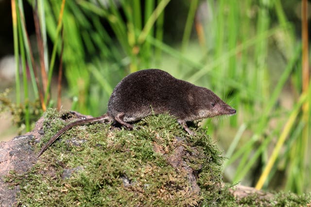 <p>Small mammals like shrews are amogst the most resilient, adaptable species on Earth </p>