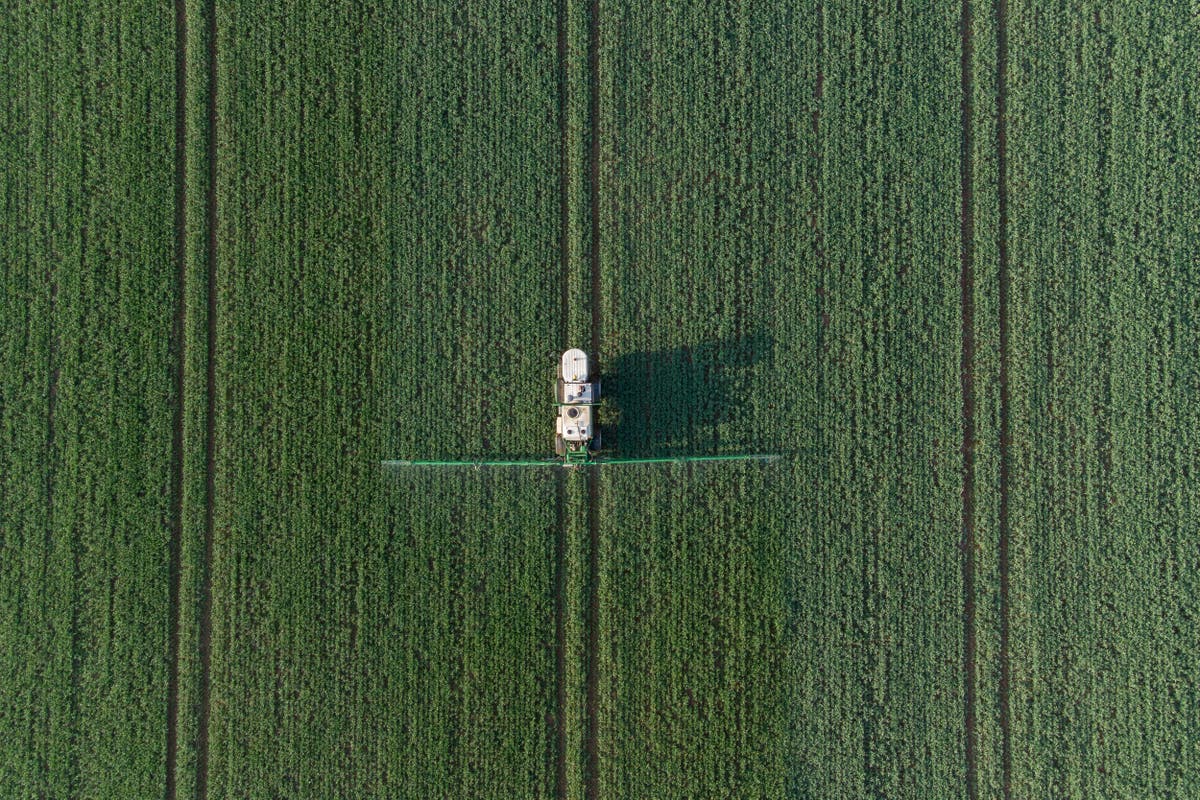 Ministers ‘worrying about votes’ while crops rot in fields – food industry Ministers ‘worrying about votes’ while crops rot in fields – food industry