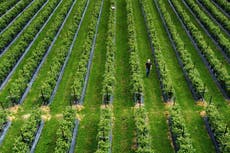 £22m of fruit and veg wasted because farmers have no staff to pick them