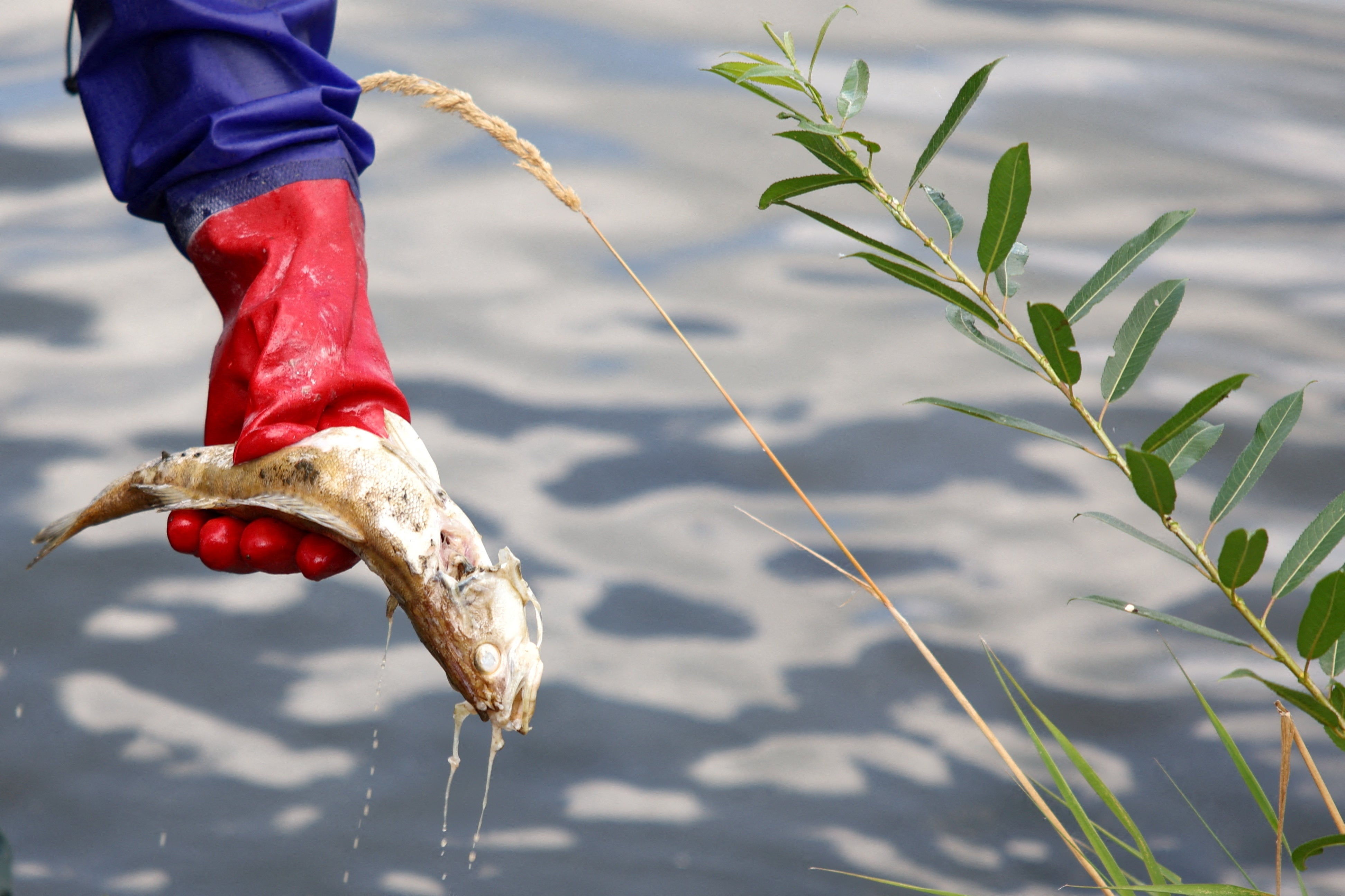 A dead fish is removed from the Oder river as water contamination is believed to be the cause of a mass fish die-off