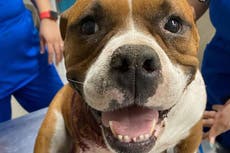 Dog survives brutal stabbing attack to give birth to litter of puppies