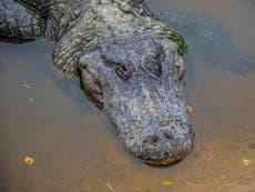Woman, 88, killed in alligator attack after she ‘slipped into’ pond while gardening