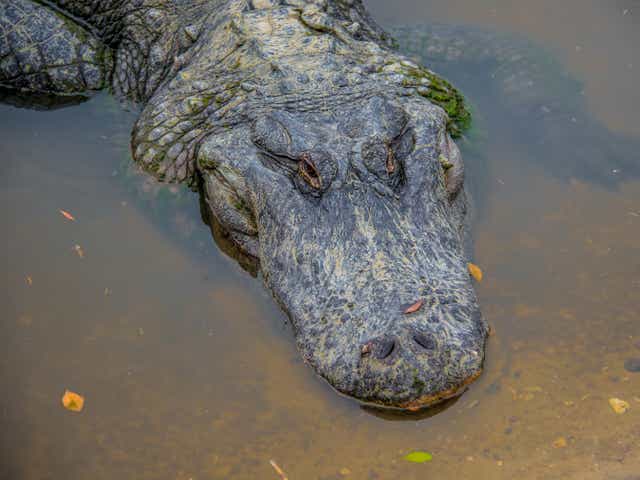 <p>An alligator was seen ‘guarding’ a body, reports said</p>