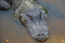 Alligators are suddenly attacking boats in Texas and no one knows why