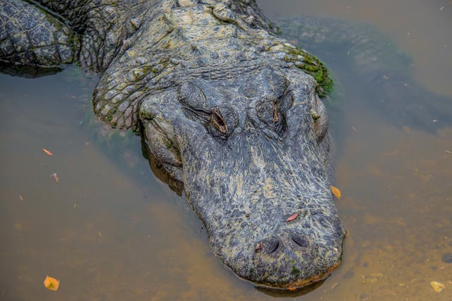 <p>Alligators are common in the swampy conditions in Southeast Texas</p>