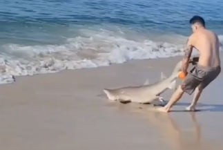 A man wrestles with a shark on a beach in Long Island on Sunday, 14 August, 2022
