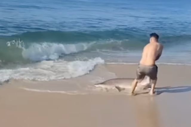 <p>A man wrestles with a shark he accidentally caught on Long Island in New York on 14 August, 2022</p>