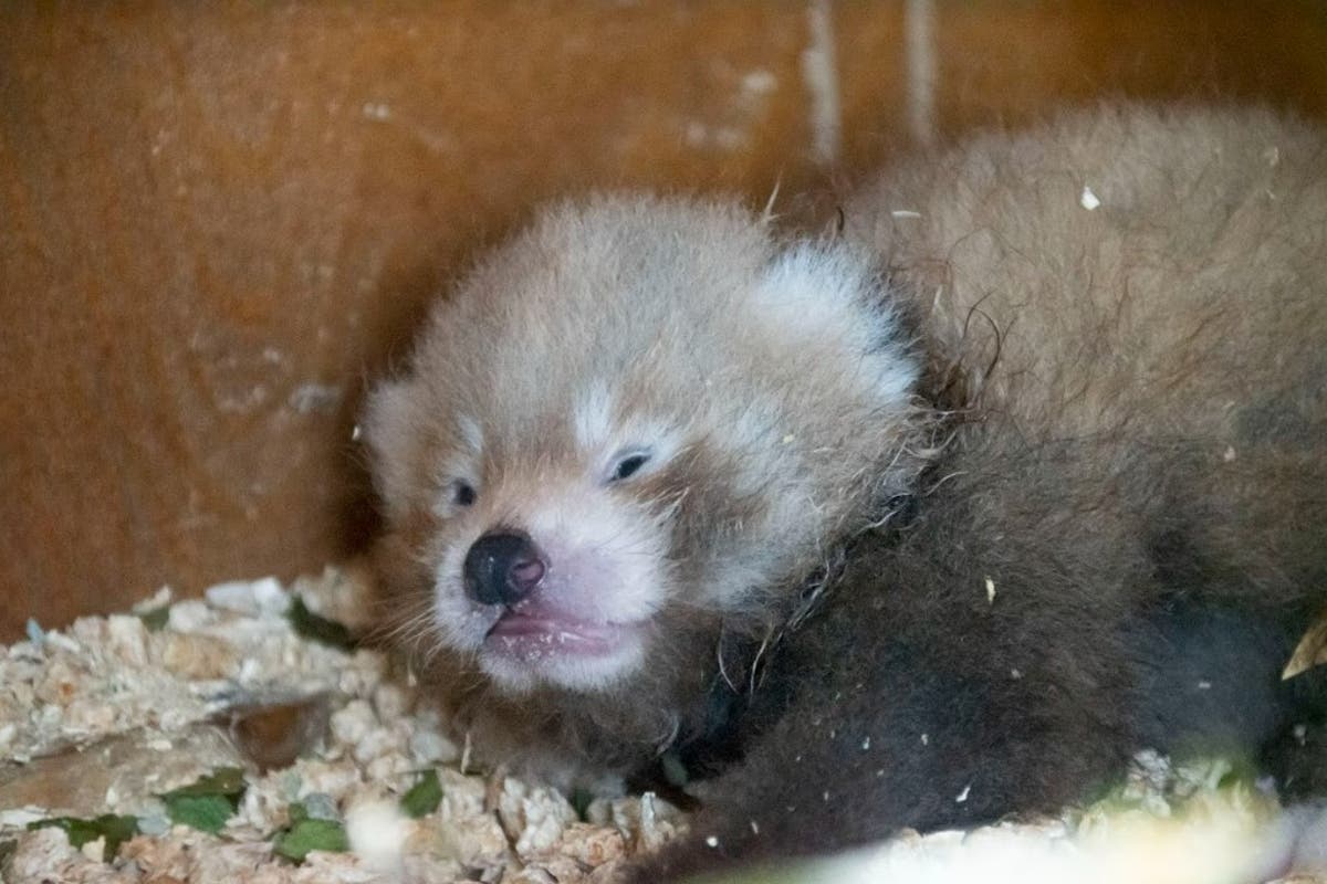 Birth of endangered red panda cub a &lsquo;symbol of hope&rsquo;