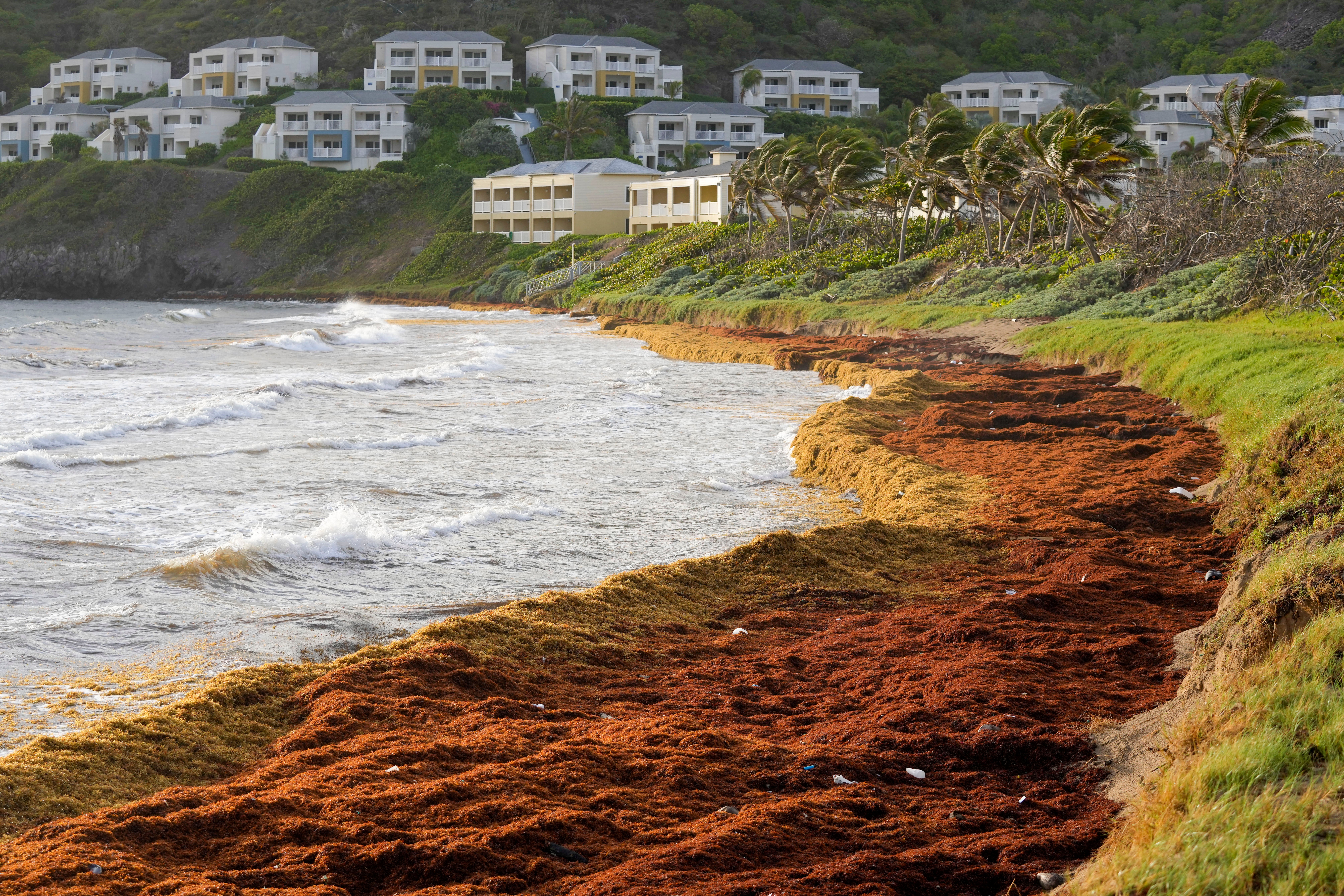 Seaweed covers the Atlantic shore in Frigate Bay, St. Kitts and Nevis
