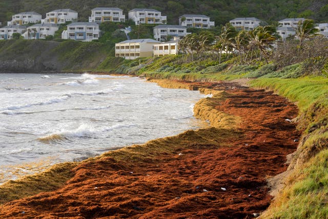 <p>Seaweed covers the Atlantic shore in Frigate Bay, St. Kitts and Nevis</p>