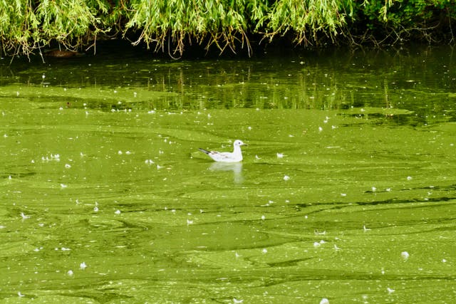 <p>A pond in Reading, Berkshire, turns almost lime green with algae bloom</p>