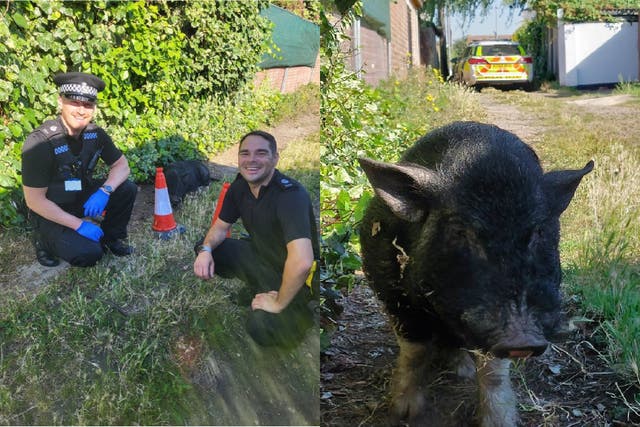 The pig was found by Norfolk PCs Joe Pike and Richard Bladon (Norfolk Police/PA)