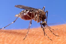 How to take your garden and yard back from the mosquitoes