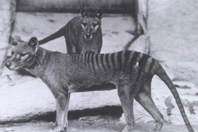 <p>A pair of captive thylacines photographed in 1902 – within three decades they would be extinct</p>