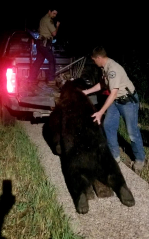 Ken Mauldin snapped this photo of wildlife officials removing the bear from his property in Steamboat Springs, Colorado