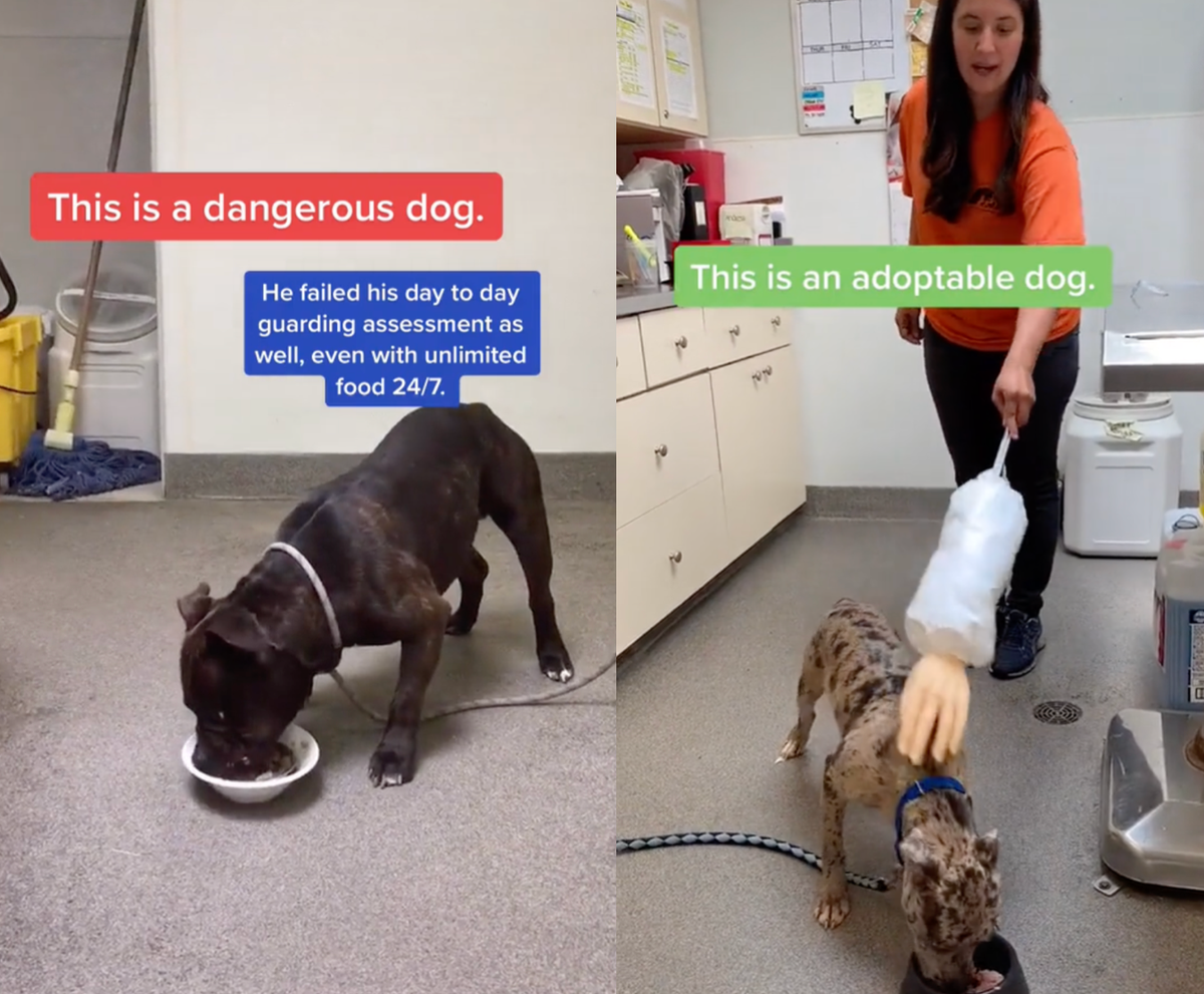 Dog behaviourist sparks debate through the use of bowl of meals to check if pet is ‘adoptable’