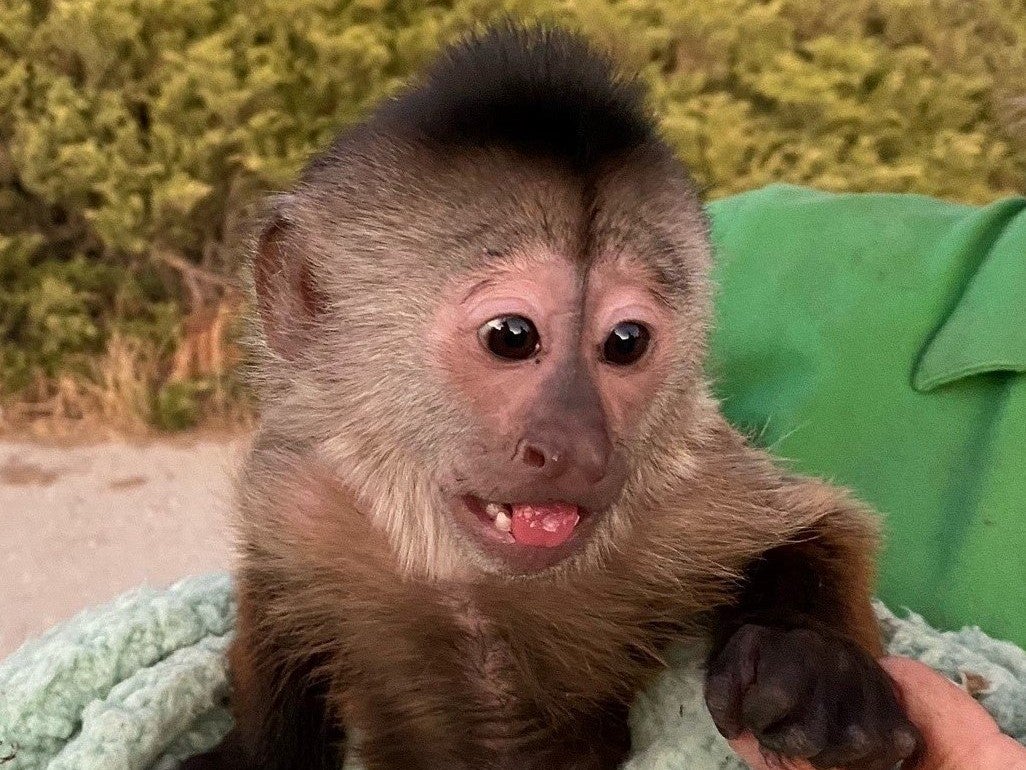 California law enforcement responded to a 911 call from a zoo - only to find that they had been called out by Route the monkey.