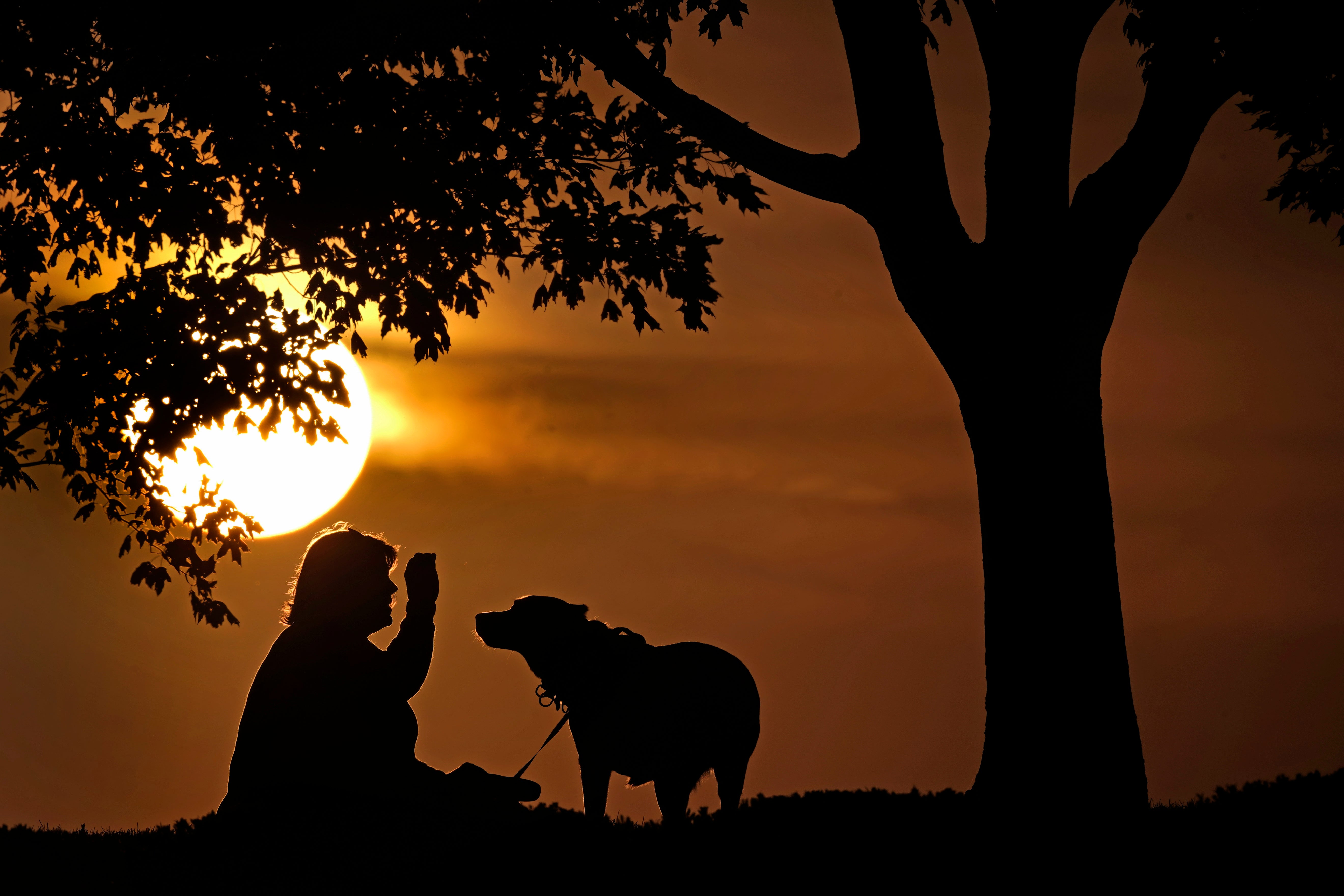 <p>VIRUELA SÍMICA-MASCOTAS</p>