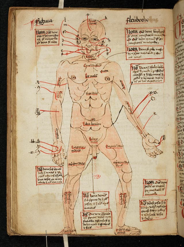 Diagram of the human body, showing the veins to be opened for blood-letting, 16th century (The Master and Fellows of Trinity College, Cambridge/ PA)