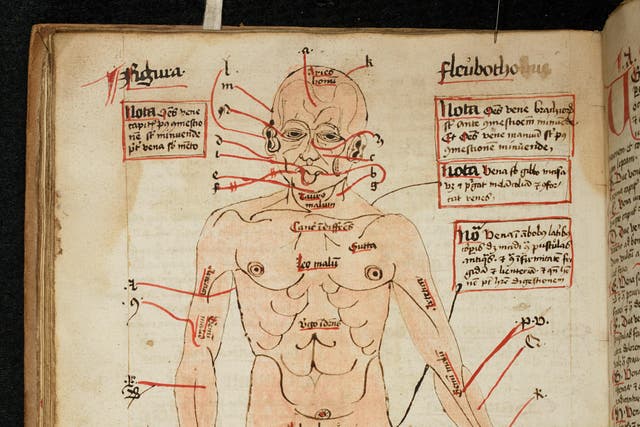Diagram of the human body, showing the veins to be opened for blood-letting, 16th century (The Master and Fellows of Trinity College, Cambridge/ PA)