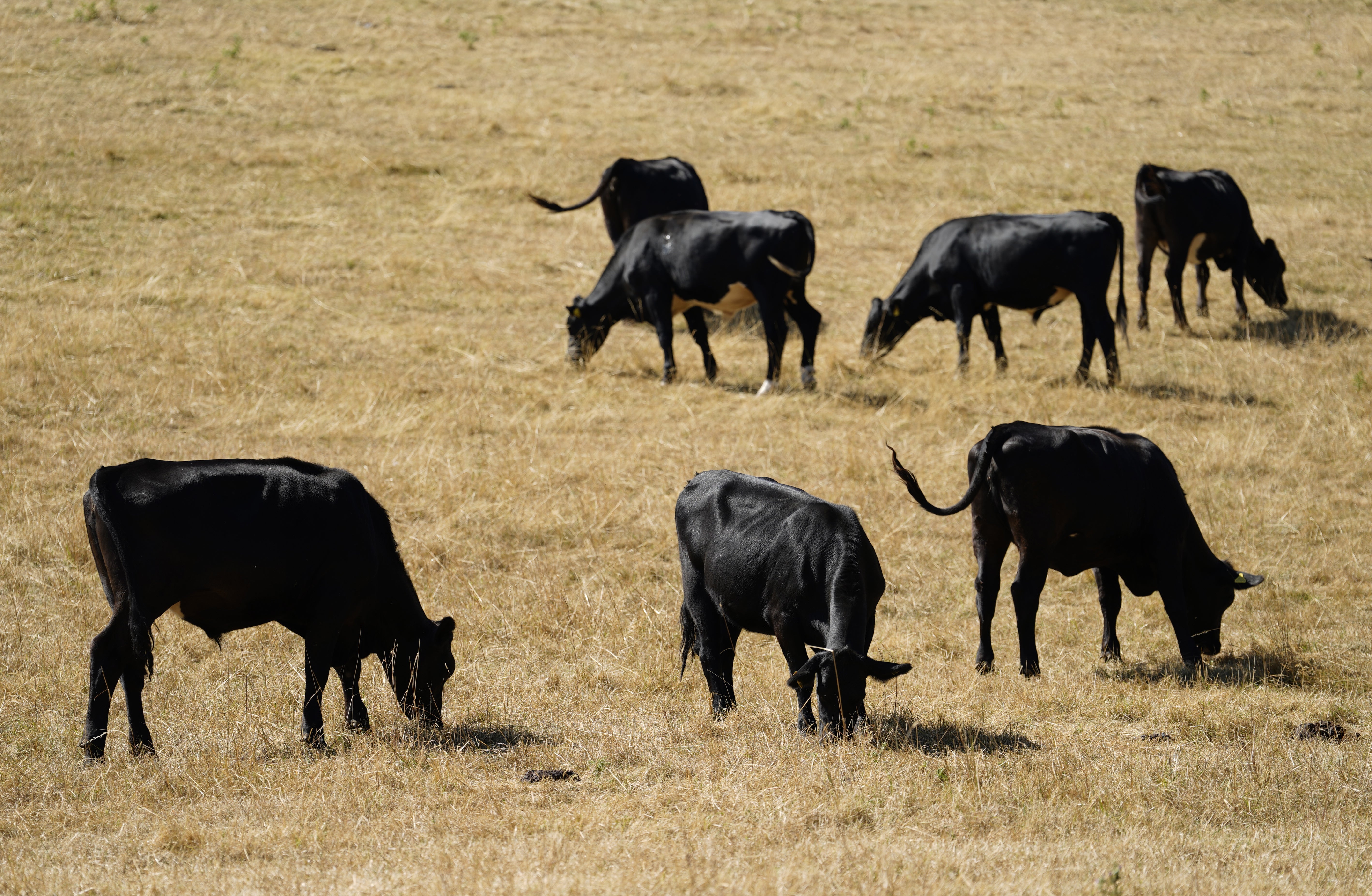 Cows in a field near Turville Heath, Buckinghamshire (Andrew Matthews/PA)