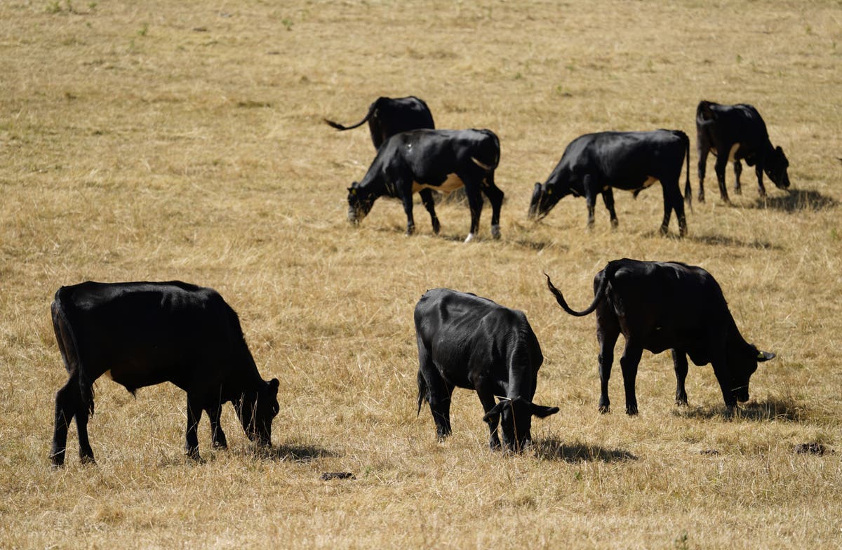 Defra rules relaxed in heatwave so farmers can feed livestock