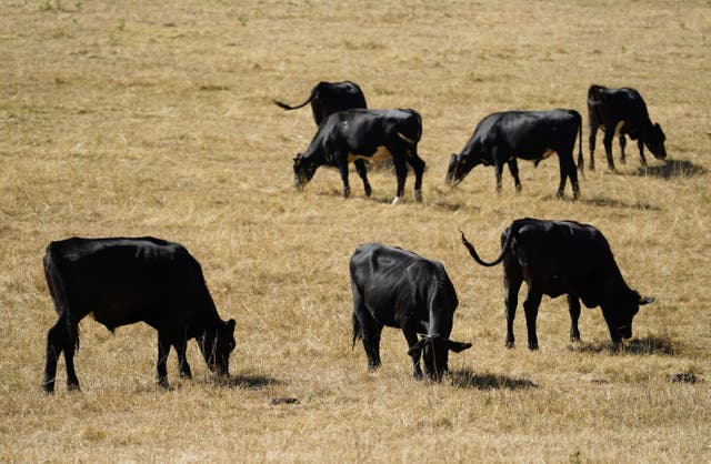 Cows in a field near Turville Heath, Buckinghamshire (Andrew Matthews/PA)