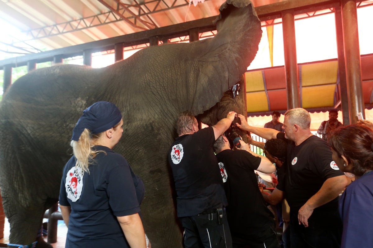 Global vets in Pakistan for surgery on Karachi zoo elephants