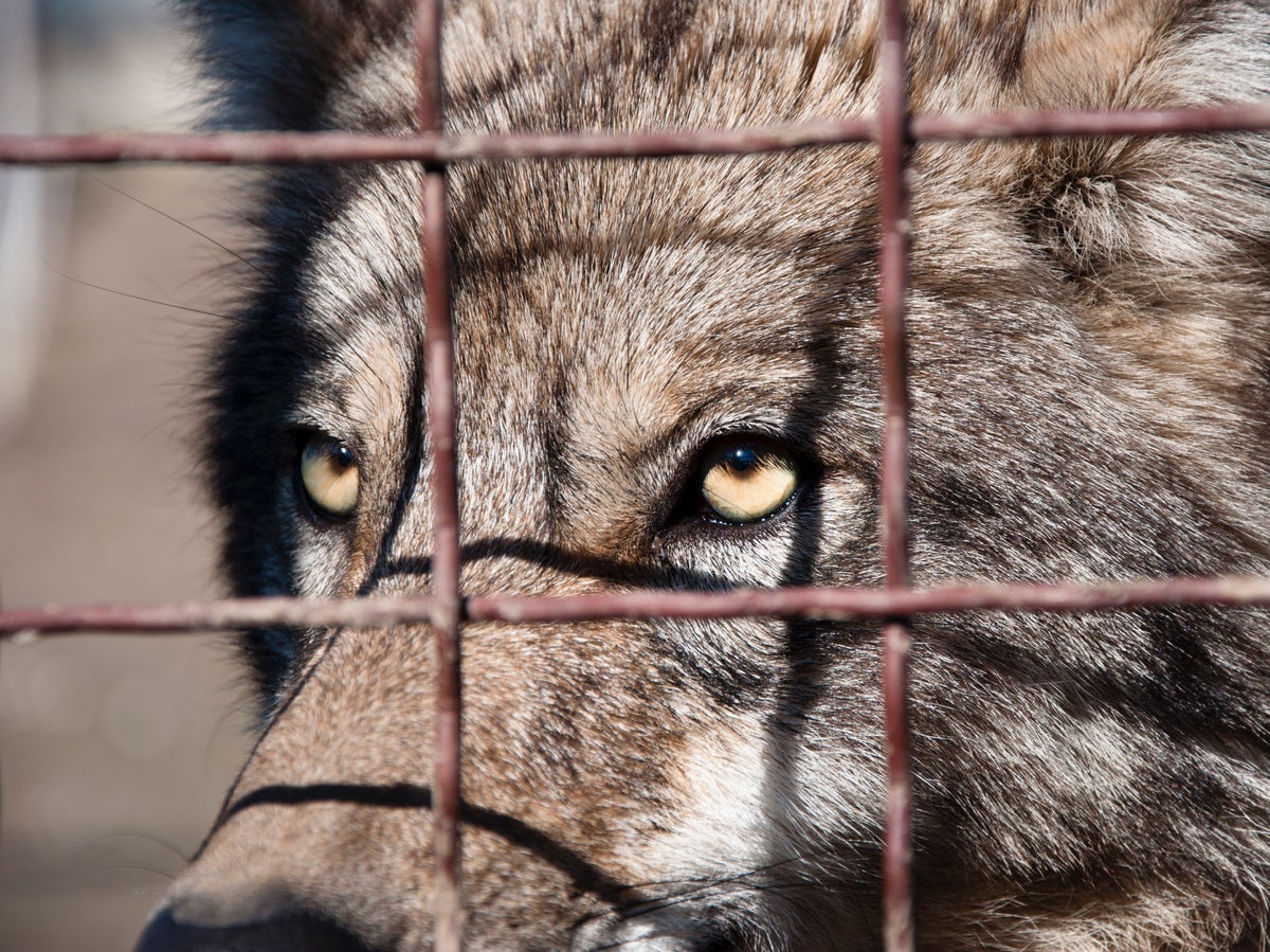 Criminal act suspected as pack of wolves escape zoo