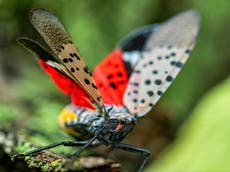 What are spotted lanternflies and why should New Yorkers squash them?