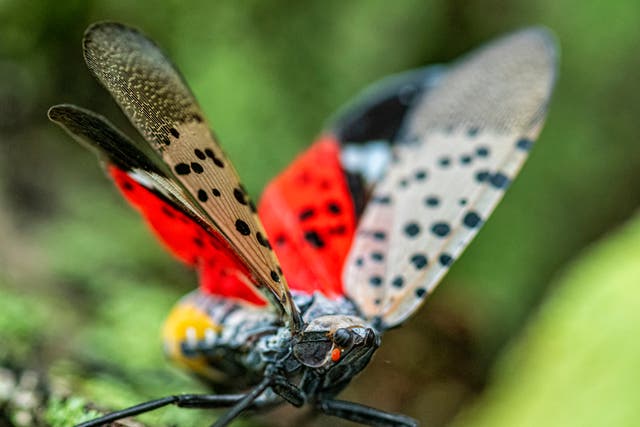 <p>A spotted lanternfly in the wild</p>