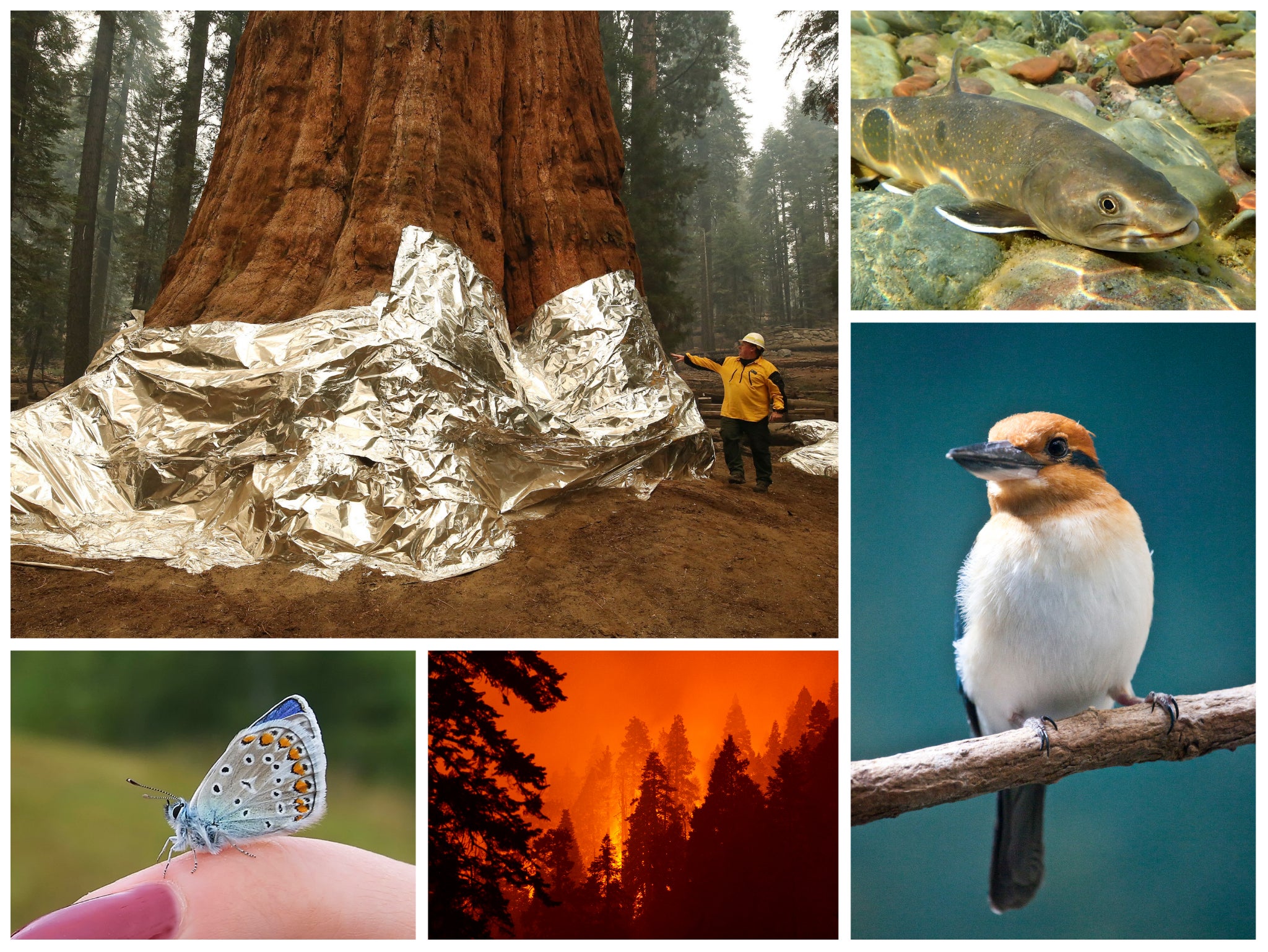 From top left, clockwise: The General Sherman sequoia wrapped in foil to protect against wildfire, a bull trout in Montana, a Guam kingfisher, the 2020 SQF forest fire complex in California and the endangered Karner blue butterfly.