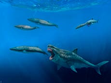 Giant sharks once roamed the seas, feasting on huge meals