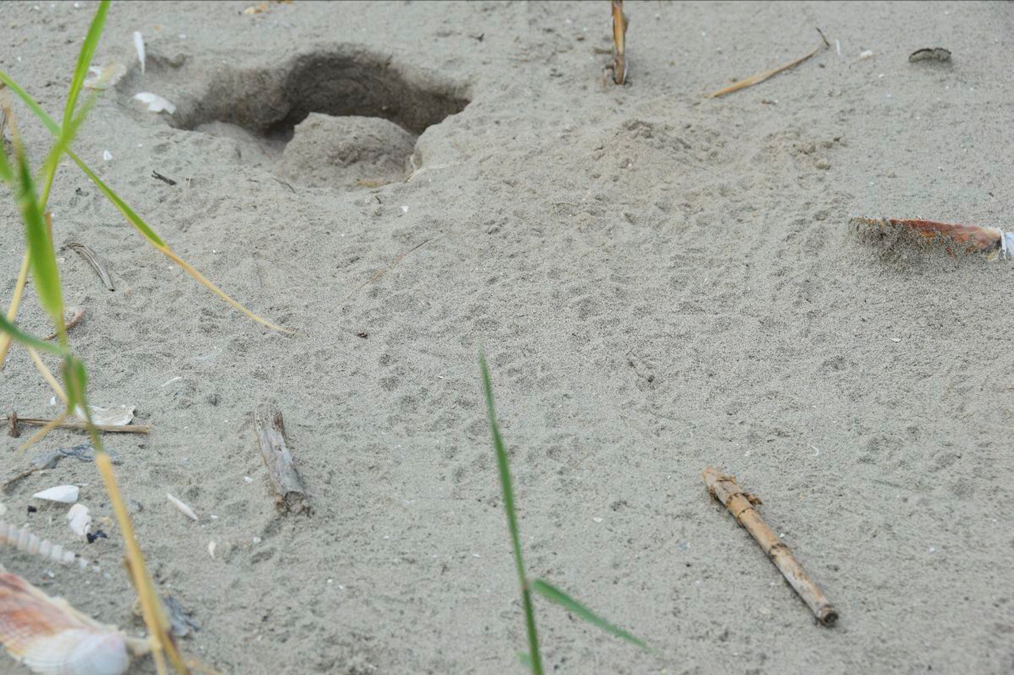 Sea Turtle Nests Louisiana