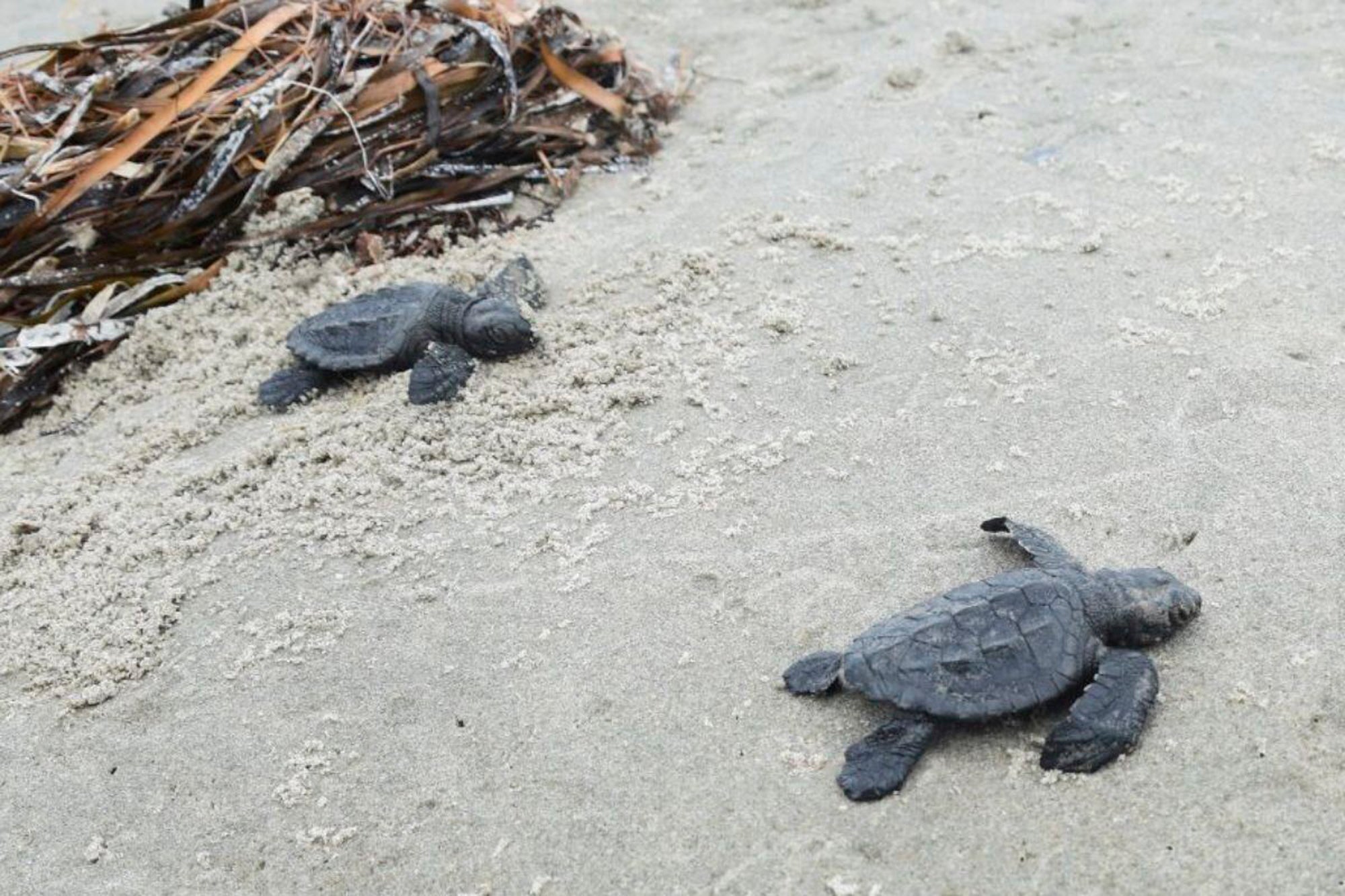 Sea Turtle Nests Louisiana