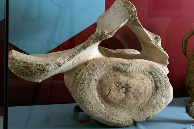 The whale bone measures more than half a metre across (English Heritage/PA)