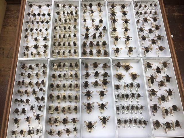 Bees have become increasingly stressed by climate change over the past 100 years, museum collections indicate (Richard Gill/NMH)