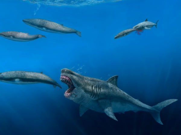 <p>The 50ft megalodon weighed as much as 10 elephants</p>