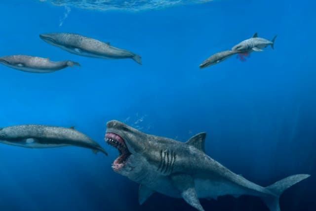 A complete guide to the sharks you'll find in the seas of Britain