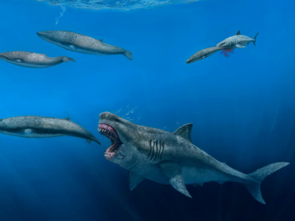 Giant megalodon shark could eat a whale in a few bites, scientists say