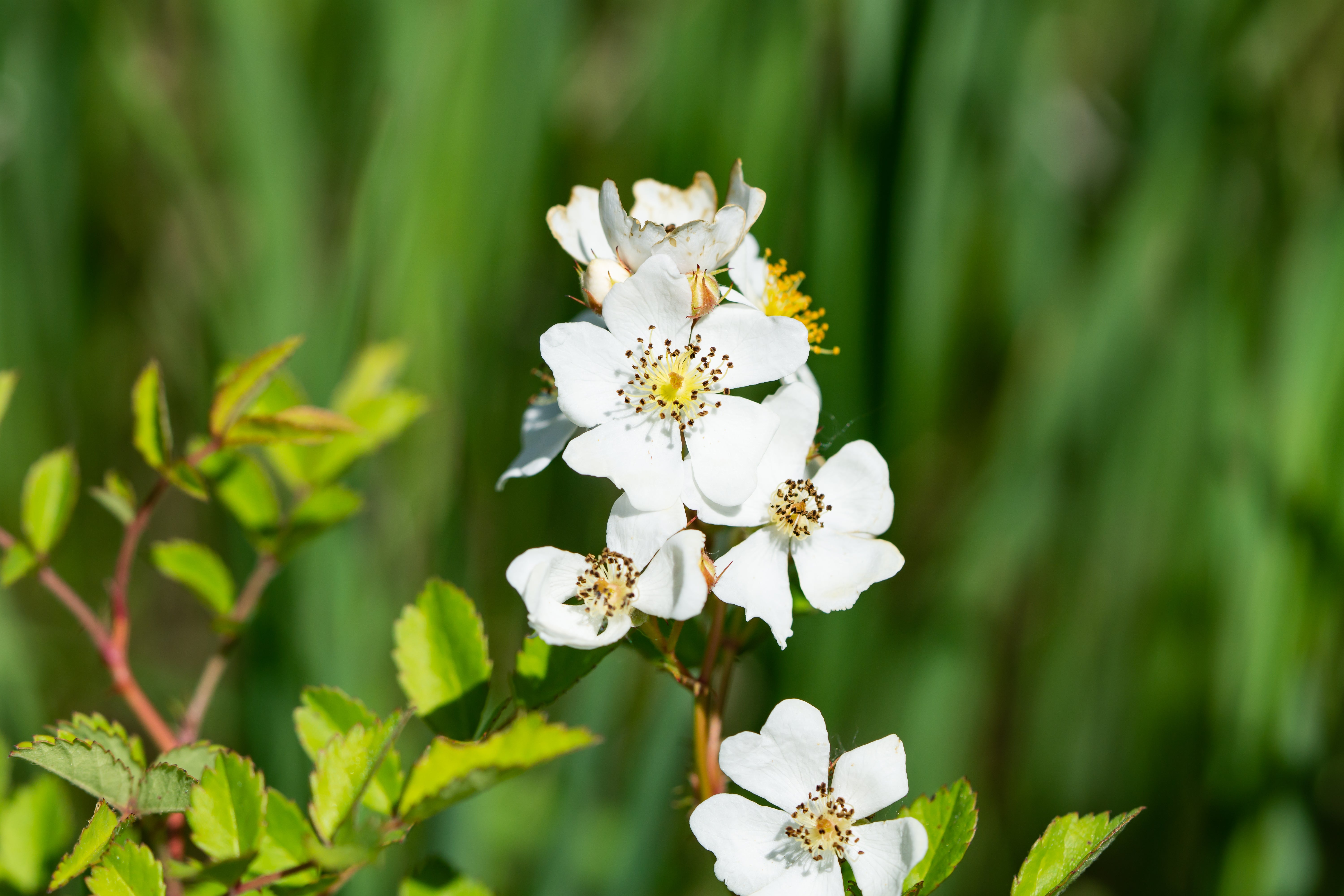The multiflora rose, a flowery shrub, has spread across the US after being introduced to prevent erosion